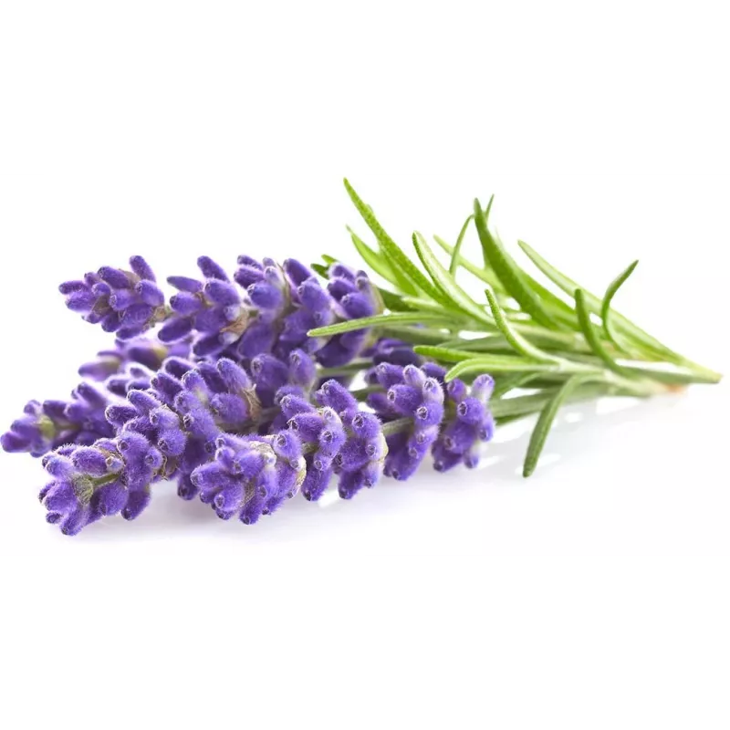 Click & Grow Smart Garden navulverpakking lavendel, 3 plantcapsules (SGR30X3)