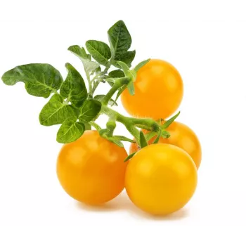 Click and Grow Smart Garden navulling 3-pack mini-tomatenplantencapsules