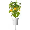Click and Grow Smart Garden navulling 3-pack mini-tomatenplantencapsules