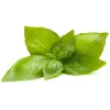 Click & Grow citroenbasilicum plantcapsules voor Smart Garden, 3-pack (SGR76X3)