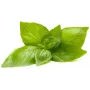 Click & Grow citroenbasilicum plantcapsules voor Smart Garden, 3-pack (SGR76X3)