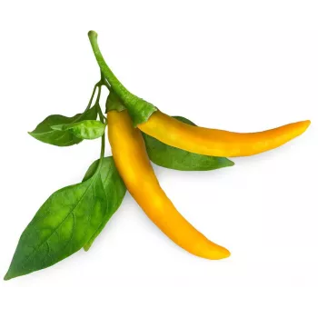 Click & Grow SGR60X3 chilipeper-plantencapsules (3-pack)