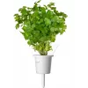 Click & Grow steak-kruidenmix plantcapsules voor Smart Garden, 9-pack (PPMSSX9)