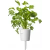Click & Grow steak-kruidenmix plantcapsules voor Smart Garden, 9-pack (PPMSSX9)
