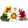 Click & Grow gazania plantcapsules voor Smart Garden, 3-pack (SGR92X3)