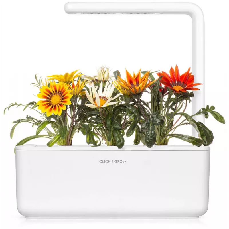 Click & Grow gazania plantcapsules voor Smart Garden, 3-pack (SGR92X3)