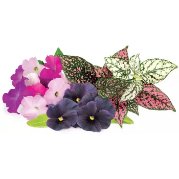 Click & Grow Vibrant Flower Mix plantcapsules voor Smart Garden, 9-pack (PPMVBX9)