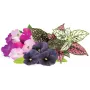 Click & Grow Vibrant Flower Mix plantcapsules voor Smart Garden, 9-pack (PPMVBX9)