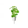 Click & Grow Smart Garden navulverpakking kattenkruid, 3 plantcapsules (SGR29X3)