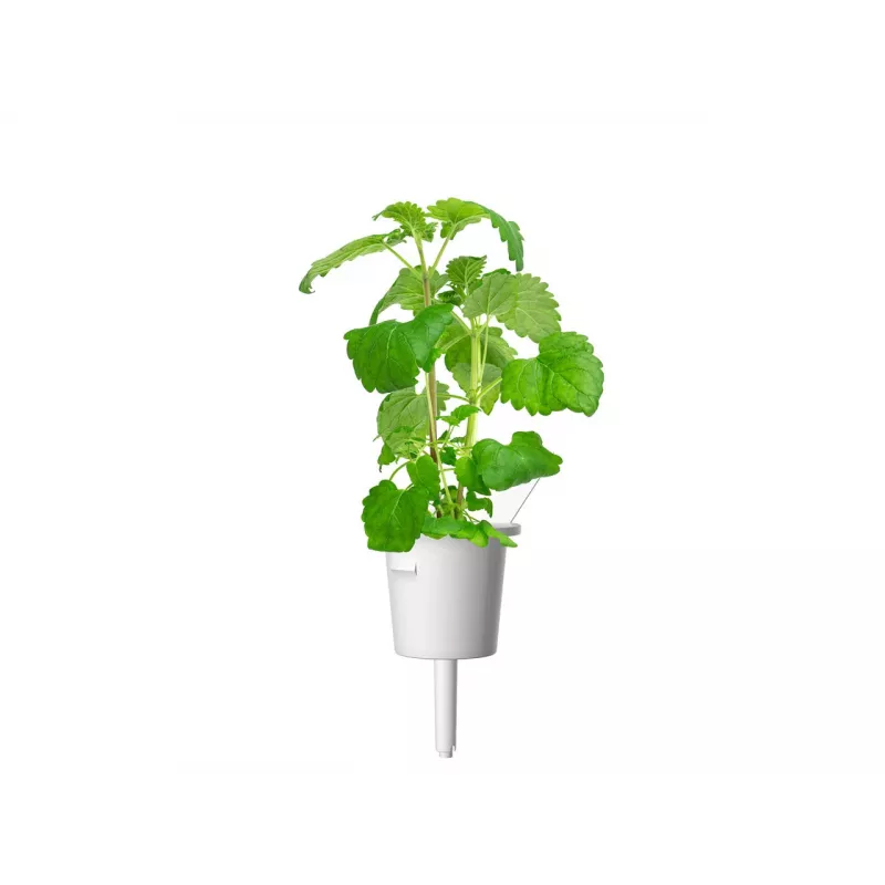 Click & Grow Smart Garden navulverpakking kattenkruid, 3 plantcapsules (SGR29X3)