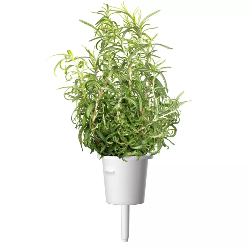 Click & Grow Smart Garden navulverpakking rozemarijn, 3 plantcapsules (SGR51X3)