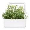 Click & Grow Smart Garden navulverpakking rozemarijn, 3 plantcapsules (SGR51X3)