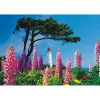 Schmidt Spiele Dornbusch Leuchtturm, Hiddensee puzzel van 1000 stukjes