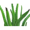 EUROPALMS kunstmatige aloë vera plant in zwarte pot, 63cm 82809112