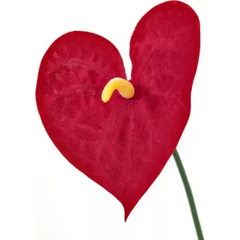 EUROPALMS kunstmatige anthurium, 70 cm 82530164