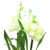 EUROPALMS aronskelk, 3-set met LED's, wit, 85 cm (83330302)