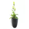Europalms LEICHTSIN CUP-69 plantenbak, zwart, glanzend (83011819)