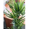 EUROPALMS Kunstmatig cypergras, 76cm, in zwarte pot 82600138
