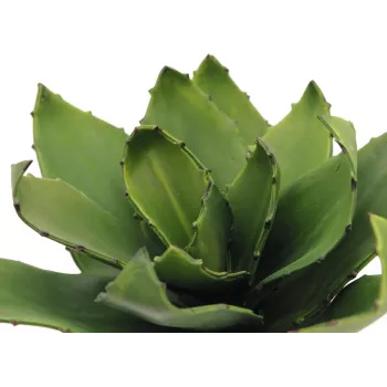 EUROPALMS agave kunstplant, EVA, groen, 35 cm 82530576