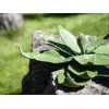EUROPALMS agave kunstplant, EVA, groen, 35 cm 82530576