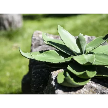 EUROPALMS agave kunstplant, EVA, groen, 35 cm 82530576