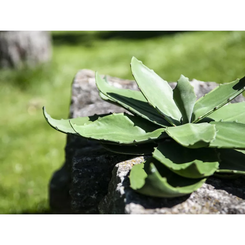 EUROPALMS agave kunstplant, EVA, groen, 35 cm 82530576