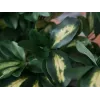 EUROPALMS schefflera kunstplant, 120cm, groen 82600157