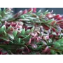 EUROPALMS kunstmatige grasslinger, groen-rood, 105cm 82503715
