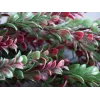 EUROPALMS kunstmatige grasslinger, groen-rood, 105cm 82503715
