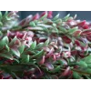 EUROPALMS kunstmatige grasslinger, groen-rood, 105cm 82503715