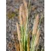 EUROPALMS kunstmatig lampenpoetsergras, 120cm 82600121
