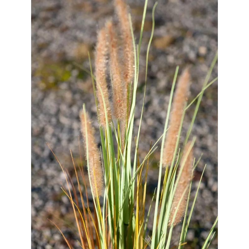 EUROPALMS kunstmatig lampenpoetsergras, 120cm 82600121