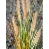 EUROPALMS kunstmatig lampenpoetsergras, 120cm 82600121