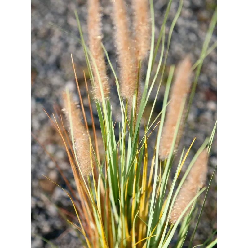 EUROPALMS kunstmatig lampenpoetsergras, 120cm 82600121