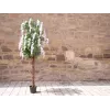 EUROPALMS kunstmatige goudenregenboom, witte bloemen, 180cm 82507106