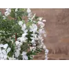 EUROPALMS kunstmatige goudenregenboom, witte bloemen, 180cm 82507106
