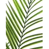 EUROPALMS groenbladige Areca kunstplant, 165cm 82509441