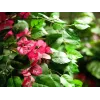 EUROPALMS Bougainvillea kunstplant, roze, 150 cm 82507055