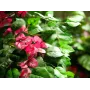 EUROPALMS Bougainvillea kunstplant, roze, 150 cm 82507055