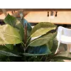 EUROPALMS rubberboom kunstplant, 120cm 82600150