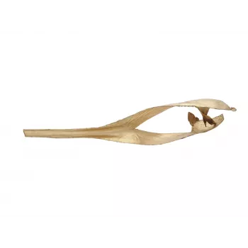 EUROPALMS gedroogde palmbladkop, goud, 60 cm 83502362
