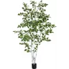 EUROPALMS kunstmatige berk, 210 cm 82505232