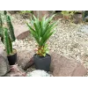 EUROPALMS agave in pot, kunstplant, 75cm 82600160