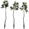 EUROPALMS kunstmatige Pachira geldboom, 160cm 82600165