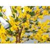 EUROPALMS kunstmatige forsythiaboom met 3 stammen, geel, 150cm 82507102