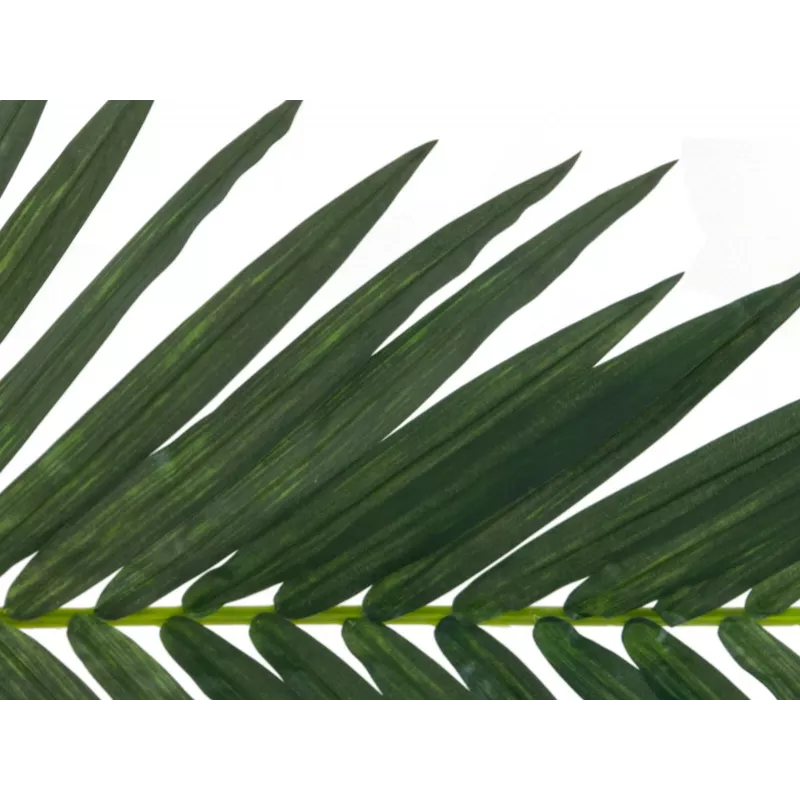 EUROPALMS kunstmatige kokospalmblad, 150 cm 82509845