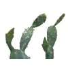 EUROPALMS bladcactus kunstplant, 76 cm, in pot, groen 82600064