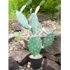 EUROPALMS bladcactus kunstplant, 76 cm, in pot, groen 82600064