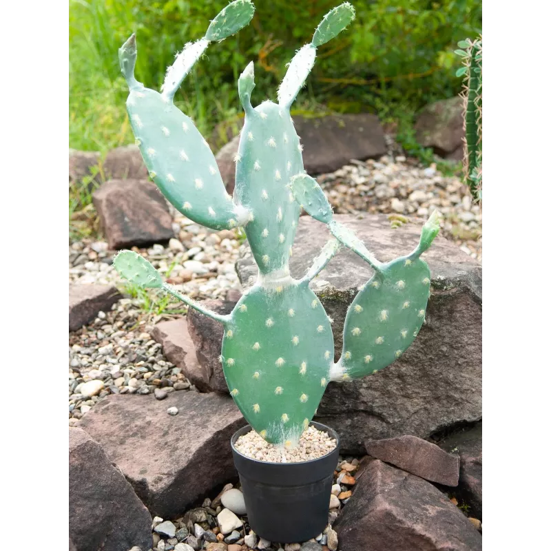 EUROPALMS bladcactus kunstplant, 76 cm, in pot, groen 82600064