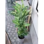 EUROPALMS Dieffenbachia kunstplant 120cm 82508306